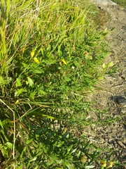Genista germanica