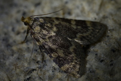 Aglossa