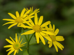 Sinosenecio oldhamianus