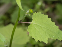 Sinosenecio oldhamianus