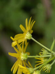Sinosenecio oldhamianus