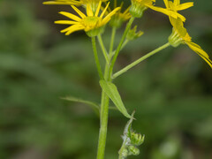 Sinosenecio oldhamianus