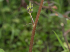 Youngia japonica