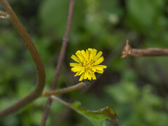 Youngia japonica