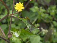 Youngia japonica