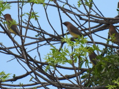 Bombycilla cedrorum