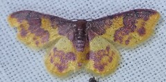 Lophosis labeculata