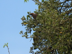 Bombycilla cedrorum