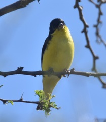 Spinus psaltria psaltria