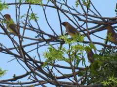 Bombycilla cedrorum