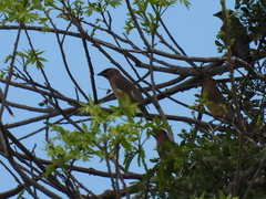 Bombycilla cedrorum