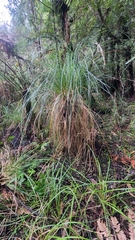 Carex secta