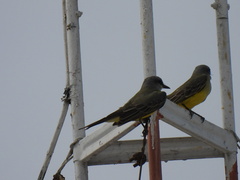 Tyrannus melancholicus
