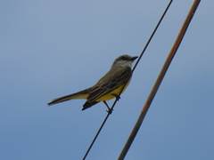 Tyrannus melancholicus