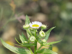 Erigeron