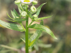 Erigeron