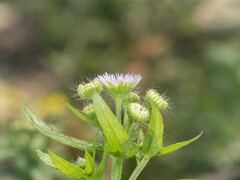 Erigeron