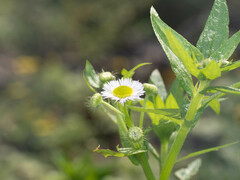 Erigeron