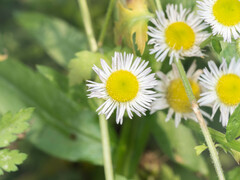 Erigeron