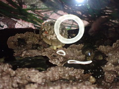 Diodorinae