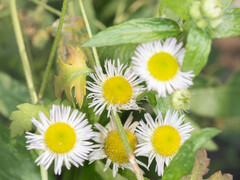 Erigeron