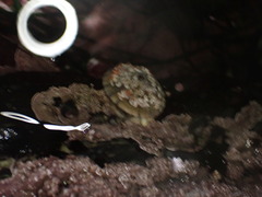 Diodorinae