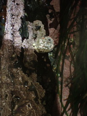 Diodorinae