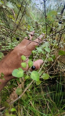 Coprosma tenuicaulis