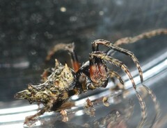 Wagneriana