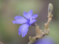 Dampiera hederacea