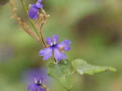 Dampiera hederacea