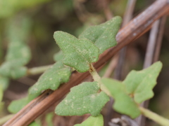 Dampiera hederacea