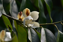 Magnolia cavaleriei