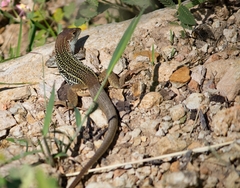 Aspidoscelis stictogrammus