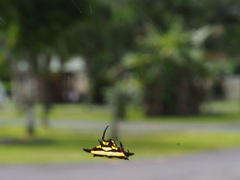 Gasteracantha fornicata