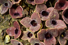 Asarum forbesii