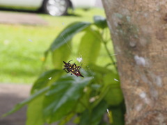 Gasteracantha fornicata