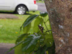 Gasteracantha fornicata