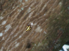 Gasteracantha fornicata