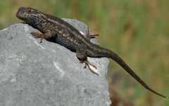 Sceloporus occidentalis occidentalis