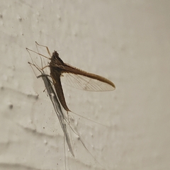 Callibaetis pictus