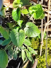 Viola suavis