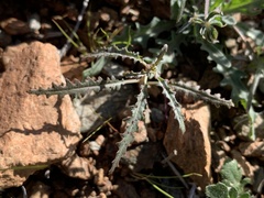 Eulobus californicus