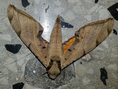 Protambulyx