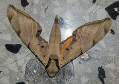 Protambulyx