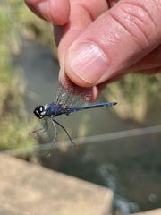 Trithemis dorsalis