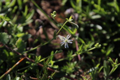 Silene aethiopica