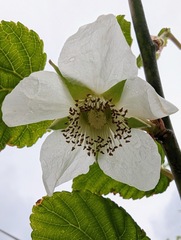 Rubus grayanus