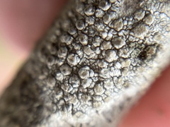 Lecanora caesiorubella