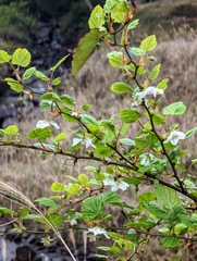 Rubus grayanus